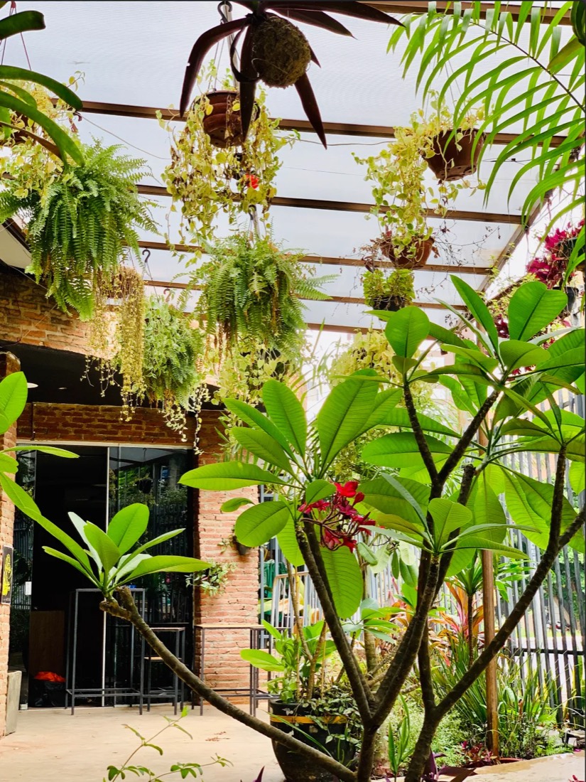 Jardim da Dox com plantas penduradas, parede de tijolo e cobertura translúcida